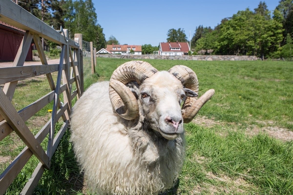 En av øyas beboere Galleribilde