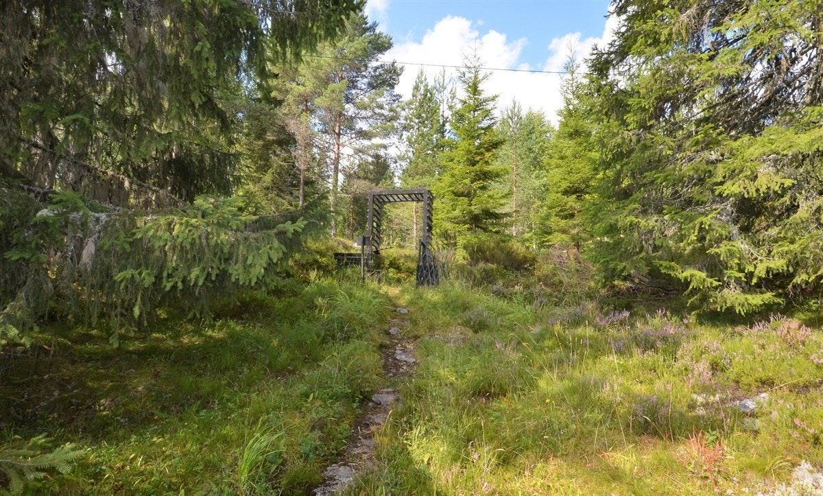Fint turterreng med mange hyggelige stier Galleribilde