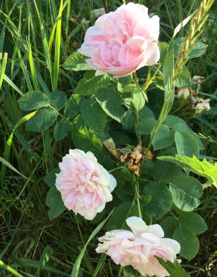 Gammel, herlig flora Galleribilde