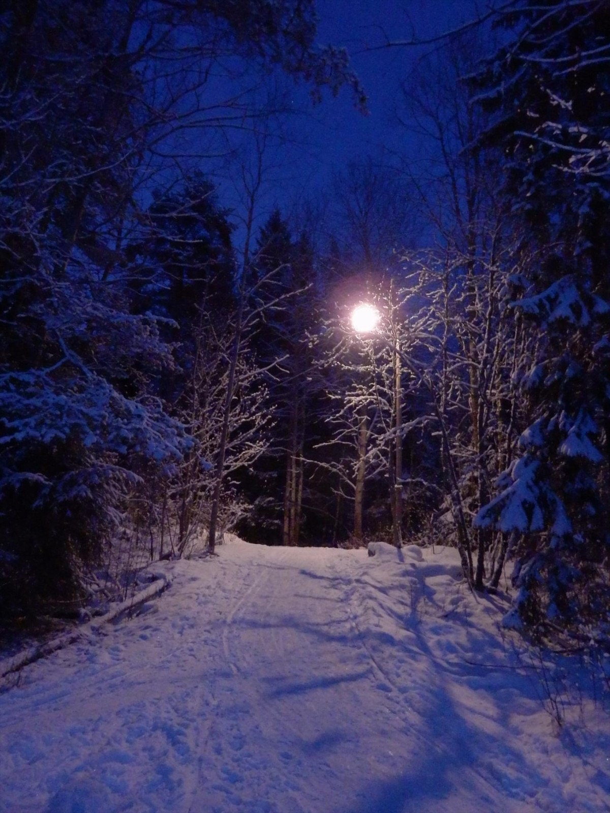 Selgers bilde av lysløypen som går i nærområdet Galleribilde
