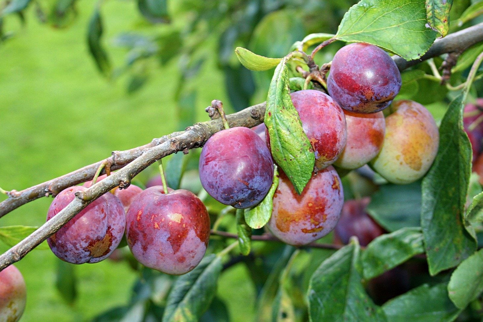 Sommerbilde Galleribilde