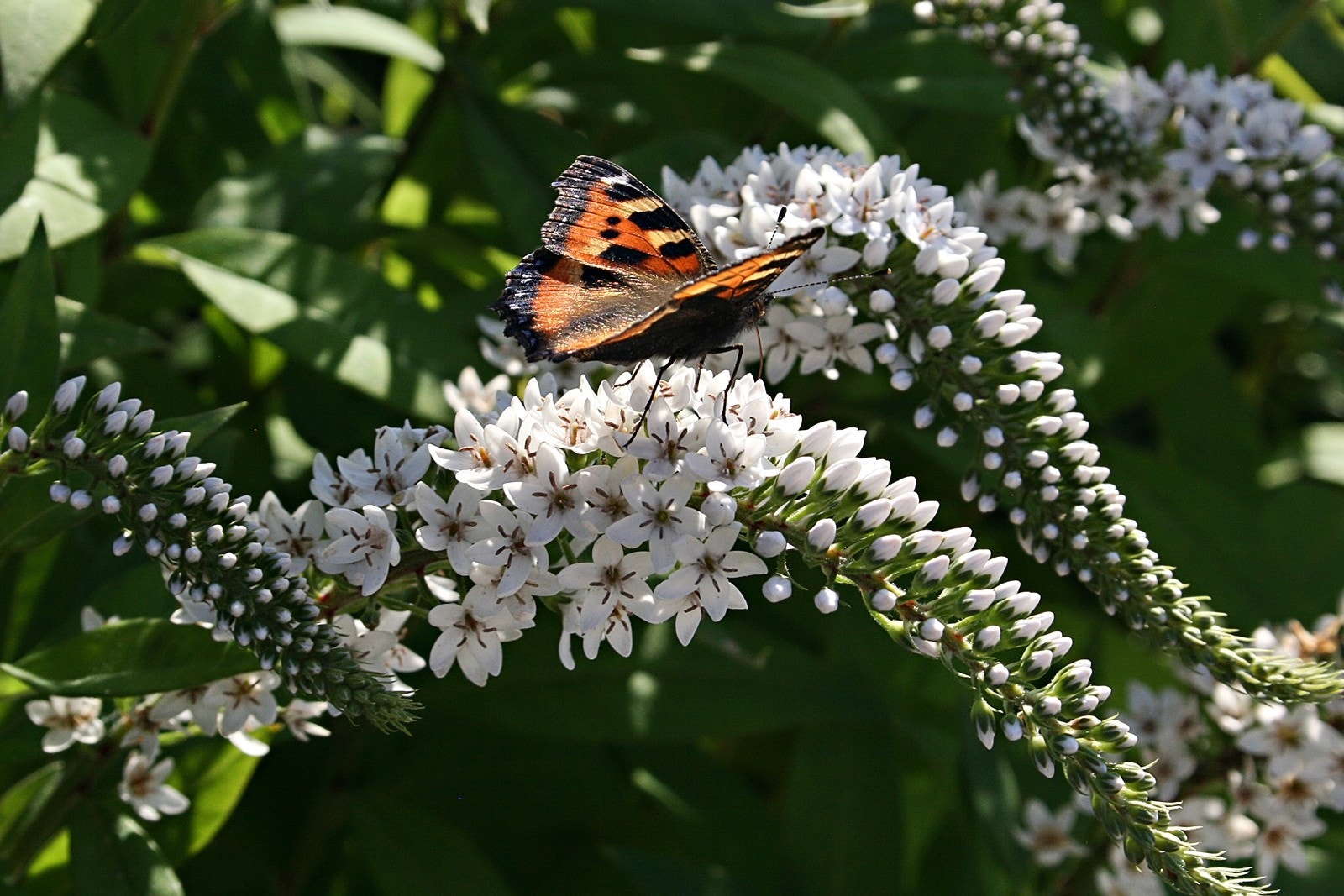 Sommerbilde Galleribilde