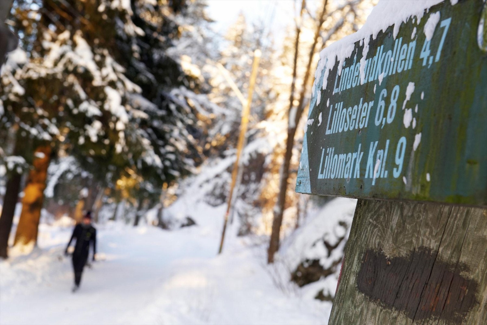 Lillomarka Galleribilde