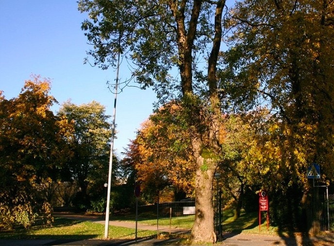 Nærområde - Nygårdsparken Galleribilde