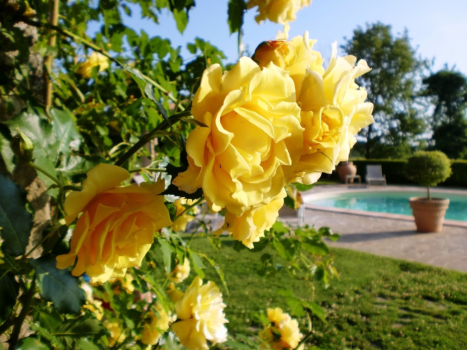 Roser ved inngangs døren Galleribilde