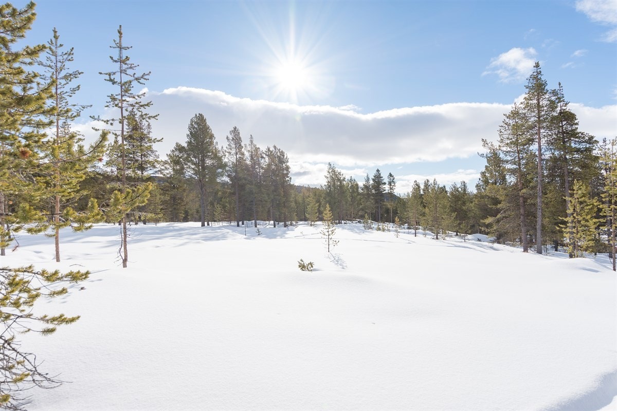 Fritekst Galleribilde