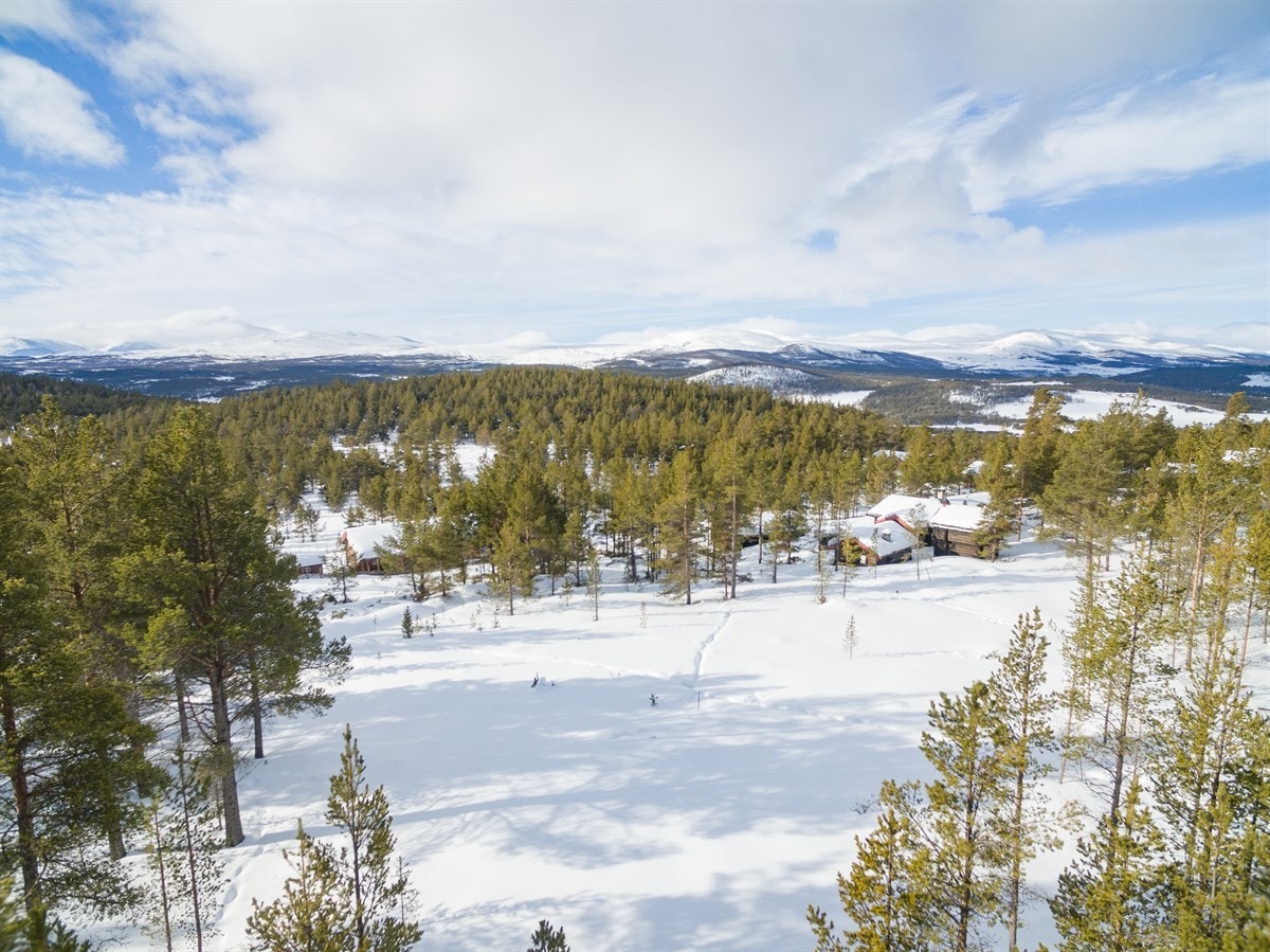 Fritekst Galleribilde