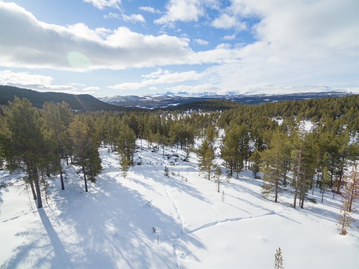 Fritekst Galleribilde