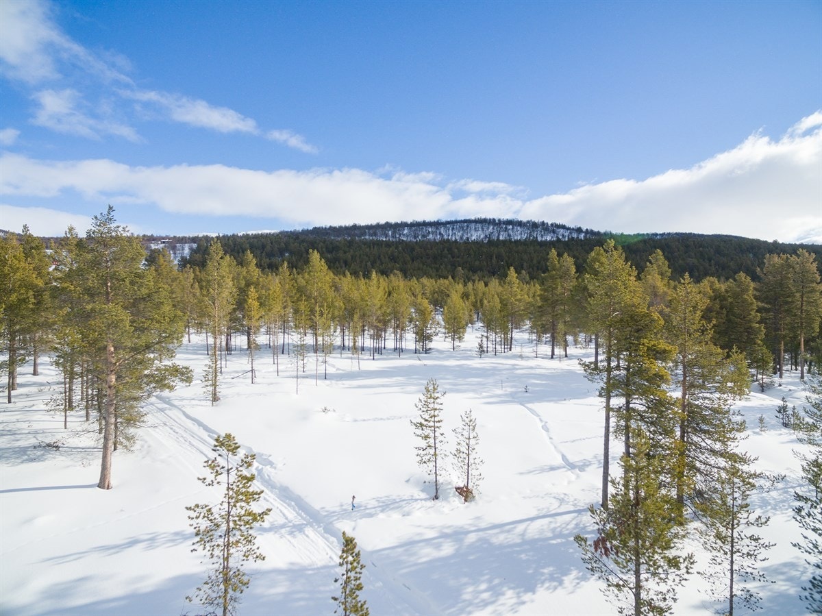 Fritekst Galleribilde