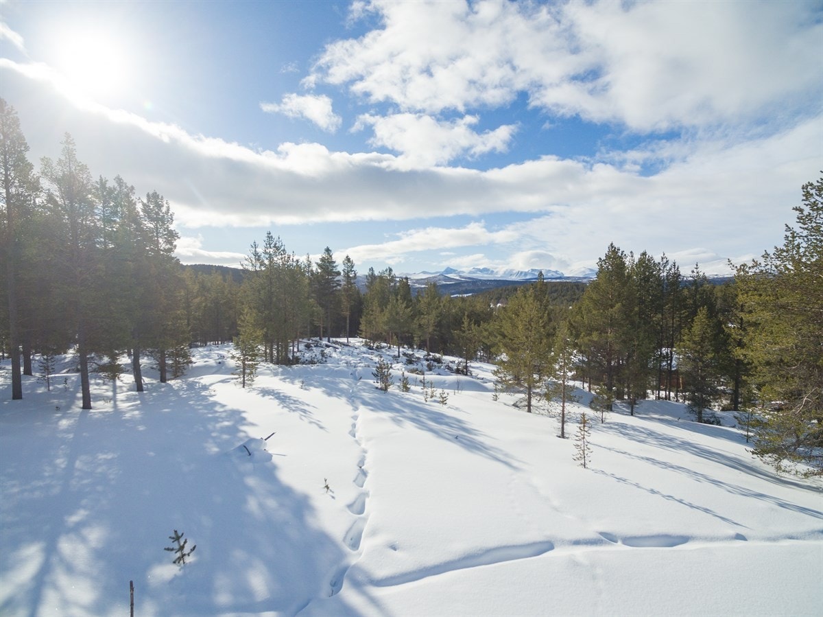Fritekst Galleribilde