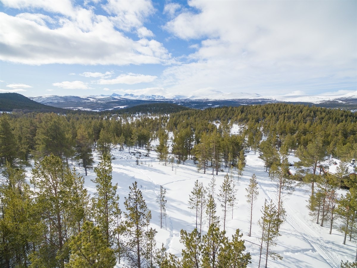 Fritekst Galleribilde