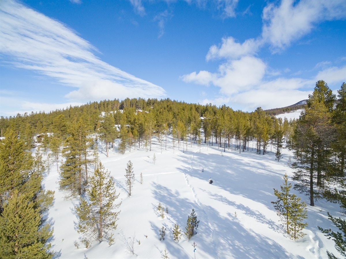 Fritekst Galleribilde