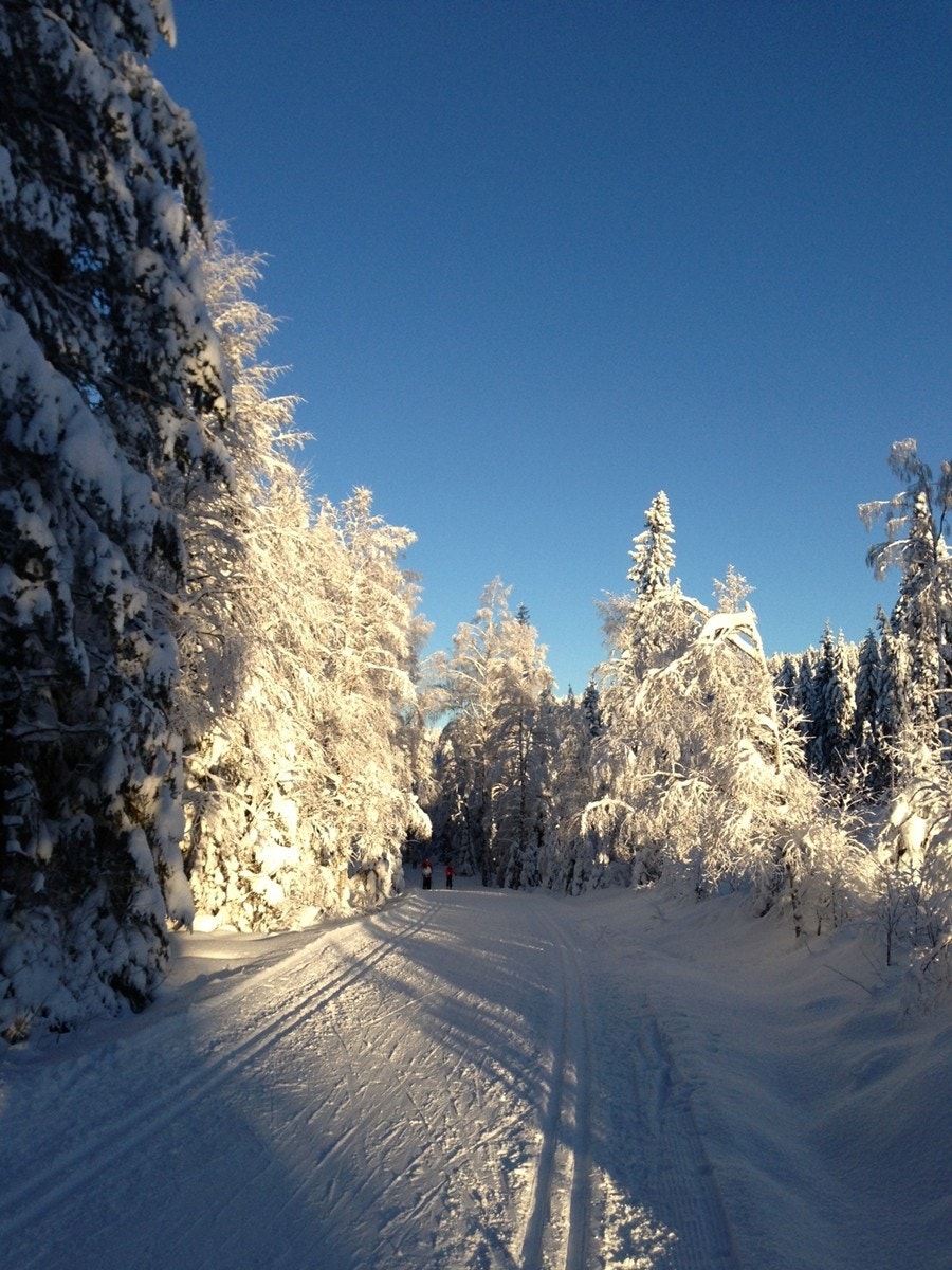 Skiløypene starter bare 200 meter fra leiligheten. Her fra Solemskogen - en populær rundtur i løypenettet bak Årvollskogen Galleribilde