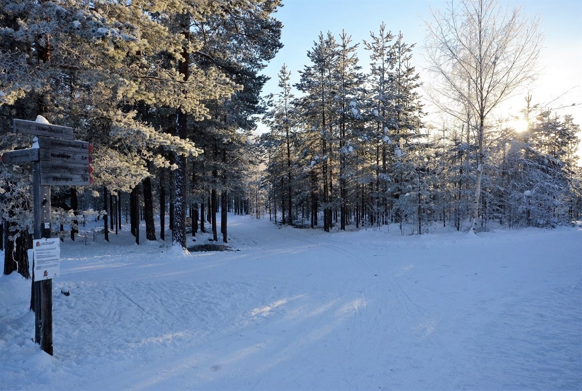 Gangavstand til vakre Svartholtet Galleribilde