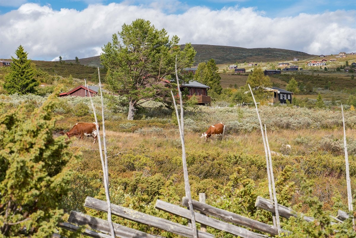 Det er fortsatt aktiv stølsdrift i området, som gir hyttelivet en ekstra dimensjon. Galleribilde