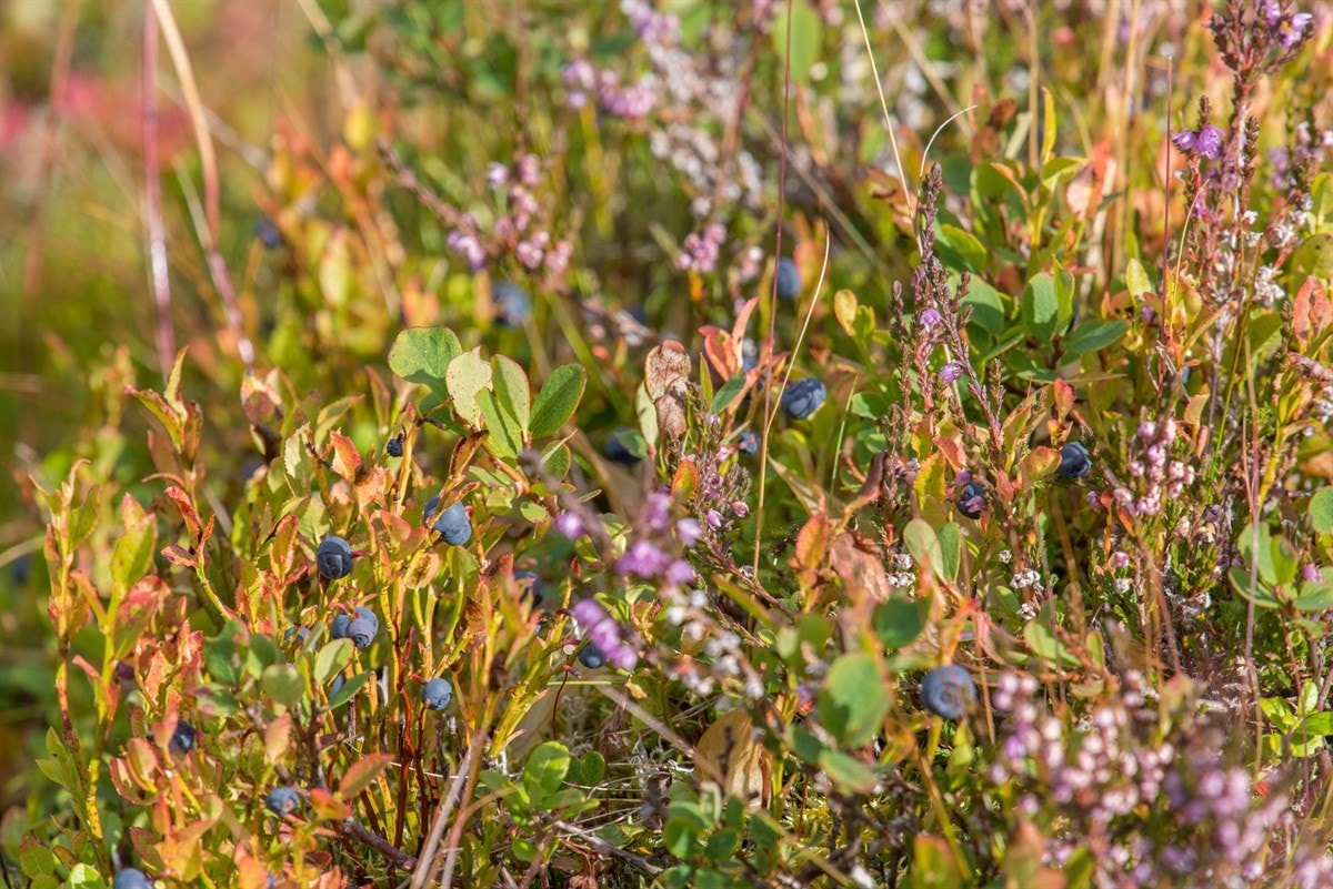 Mulighet for bærplukking på egen tomt. Galleribilde