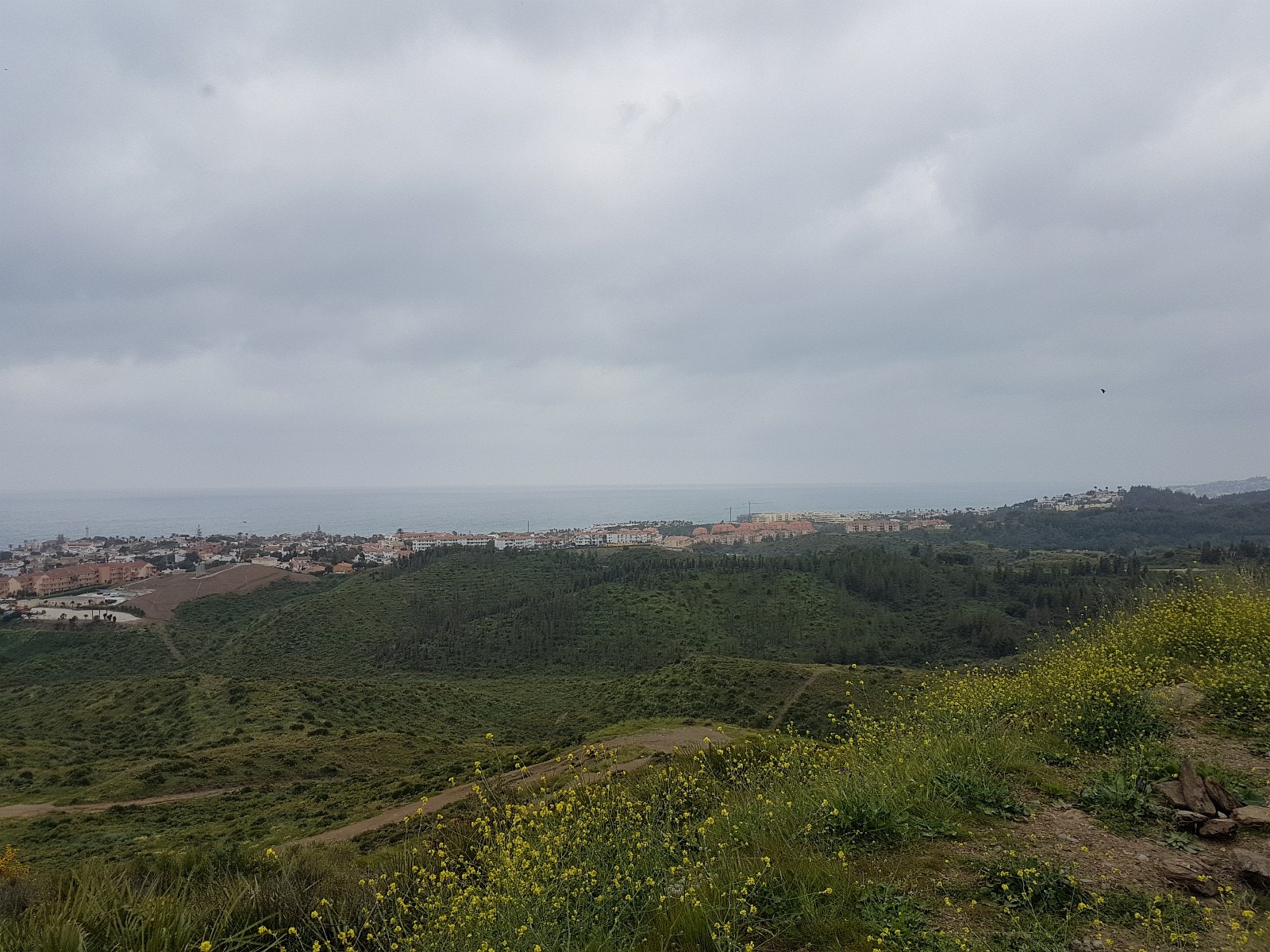 Løpetrase med skogsbunn i nærområdet Galleribilde