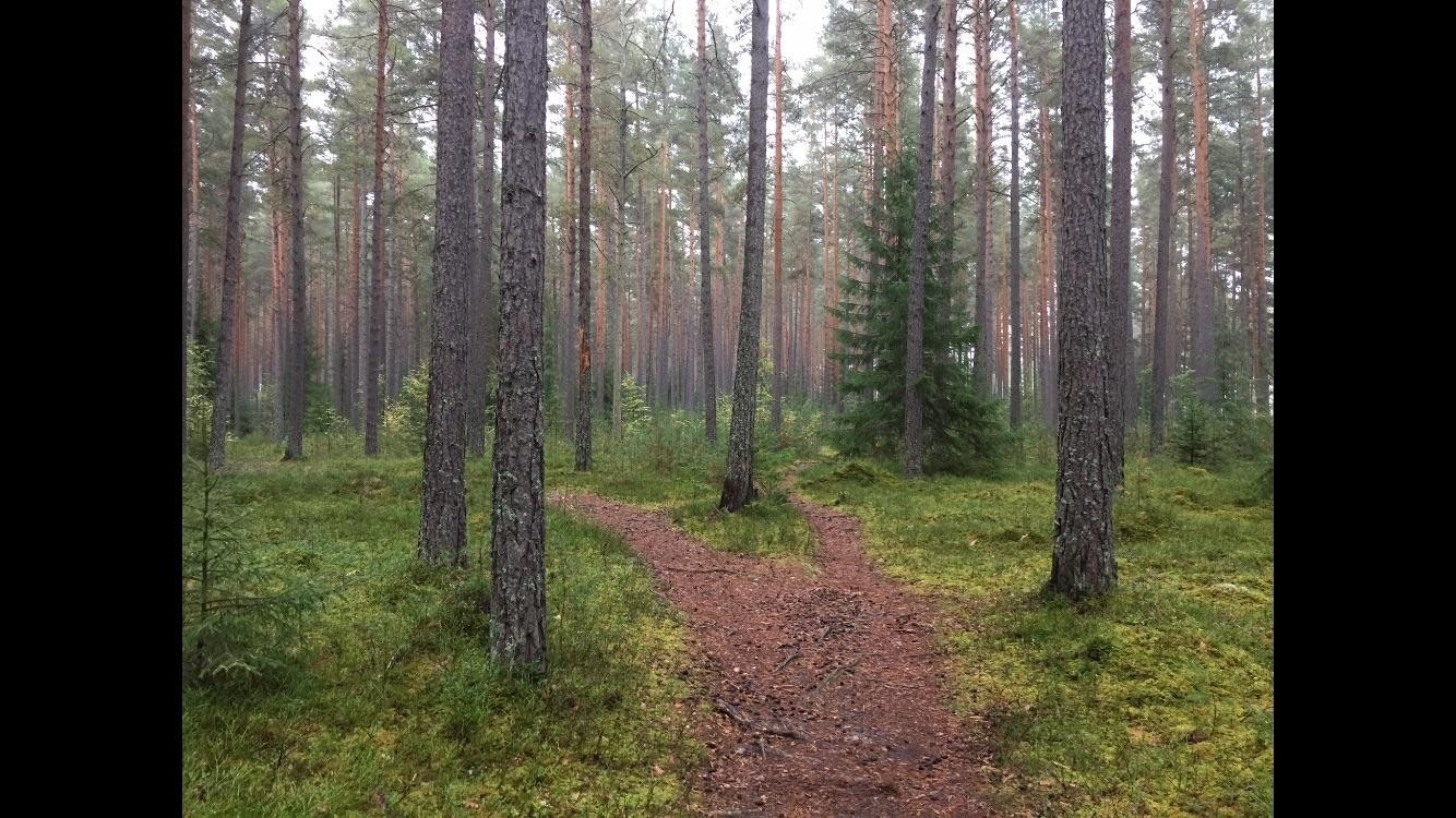 Fine turområder i nærheten! Galleribilde