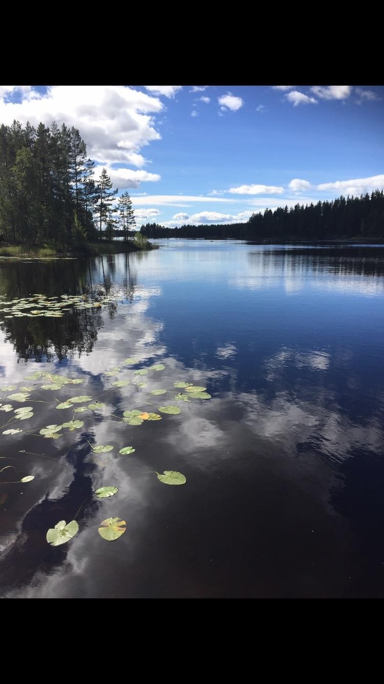 Sommerbilde fra Holleia! Galleribilde