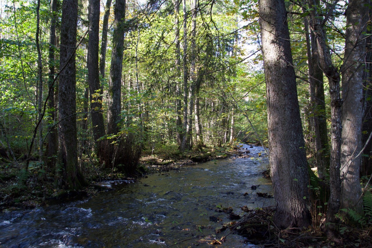 Elva fra Bondivann renner ca. 100 meter unna. Flere turstier. Galleribilde