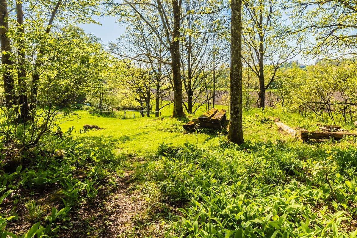 Fra hagen Galleribilde