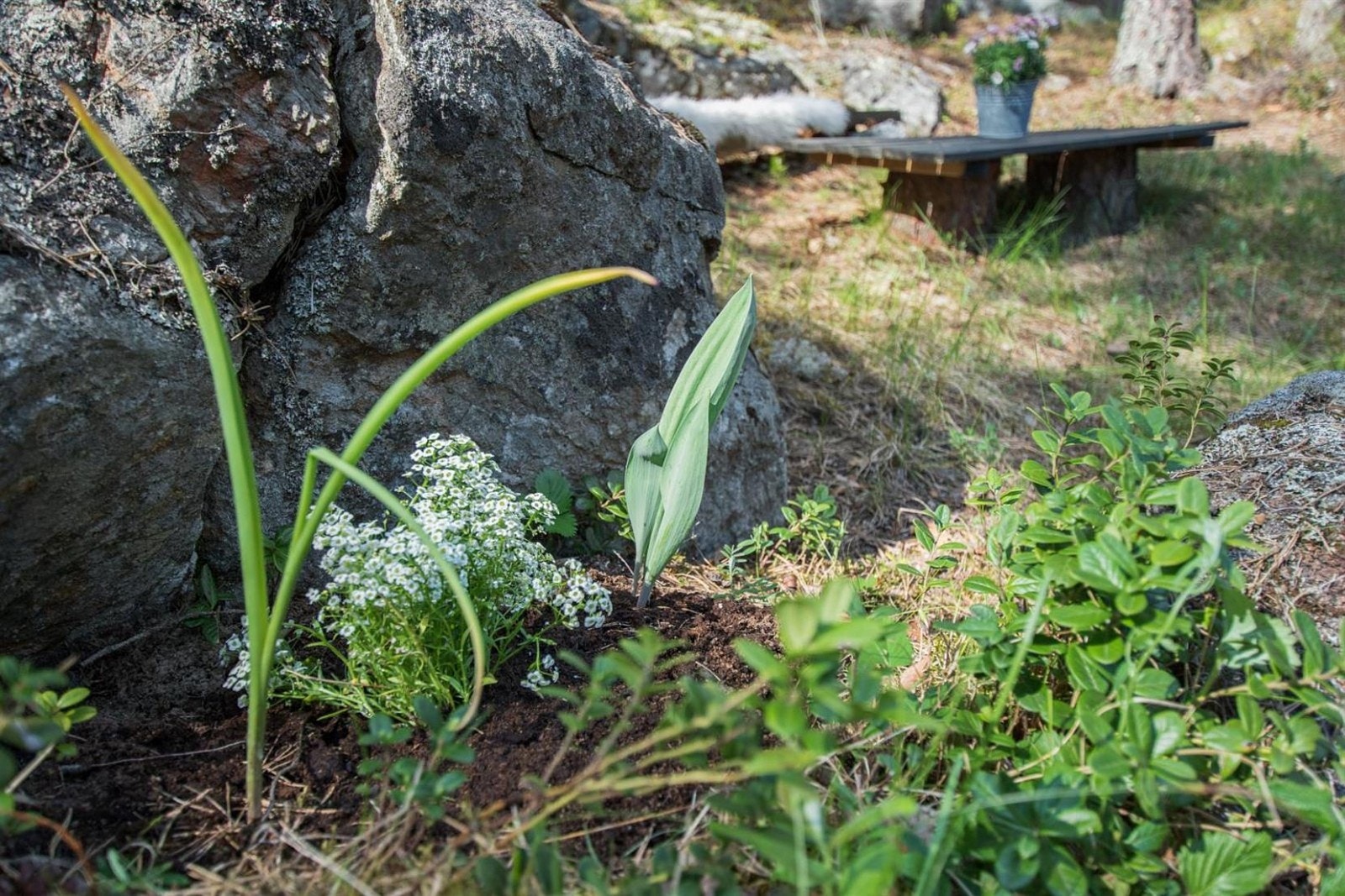 Tomten er preget av diverse beplantning. Galleribilde