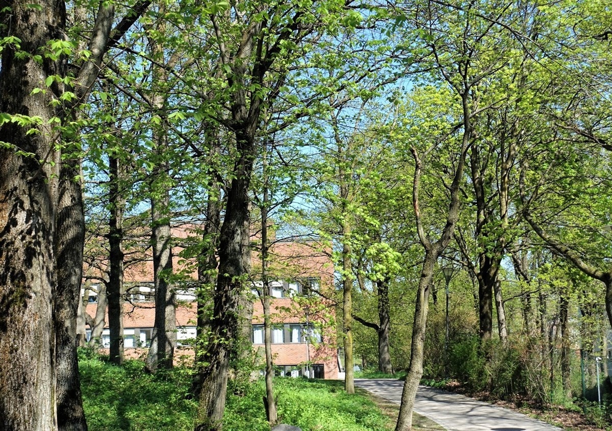 Koselig gangvei til universitetet. Galleribilde