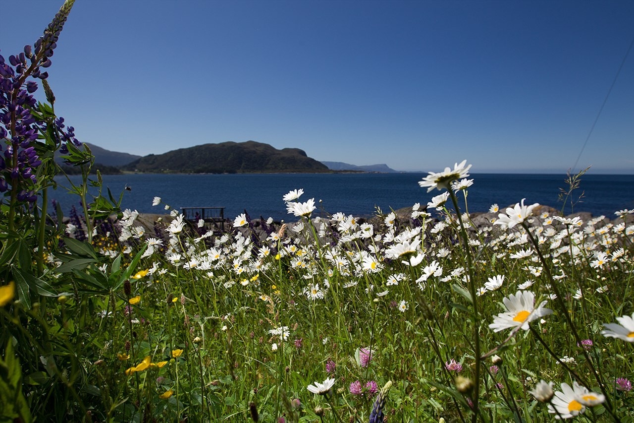En skog av prestekrager på eiendommen Galleribilde