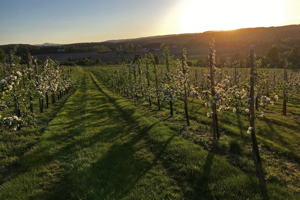 Fiskum har mange vakre fruktgårder plassert rundt Fiskumvannet. Galleribilde