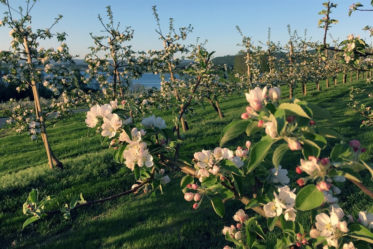 I slutten av mai er fruktblomstringen på alle epletrærne et vakkert skue. Galleribilde