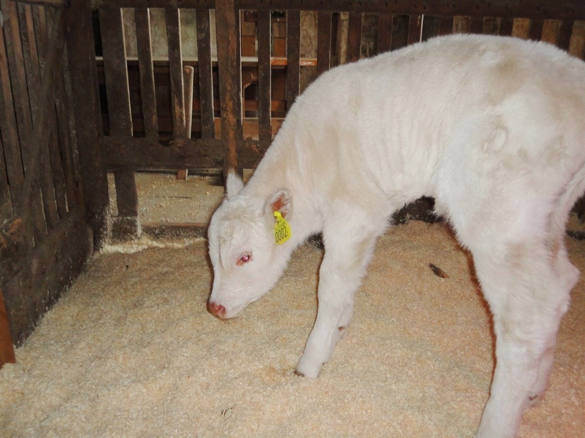 Her er Emil i fjøset Galleribilde
