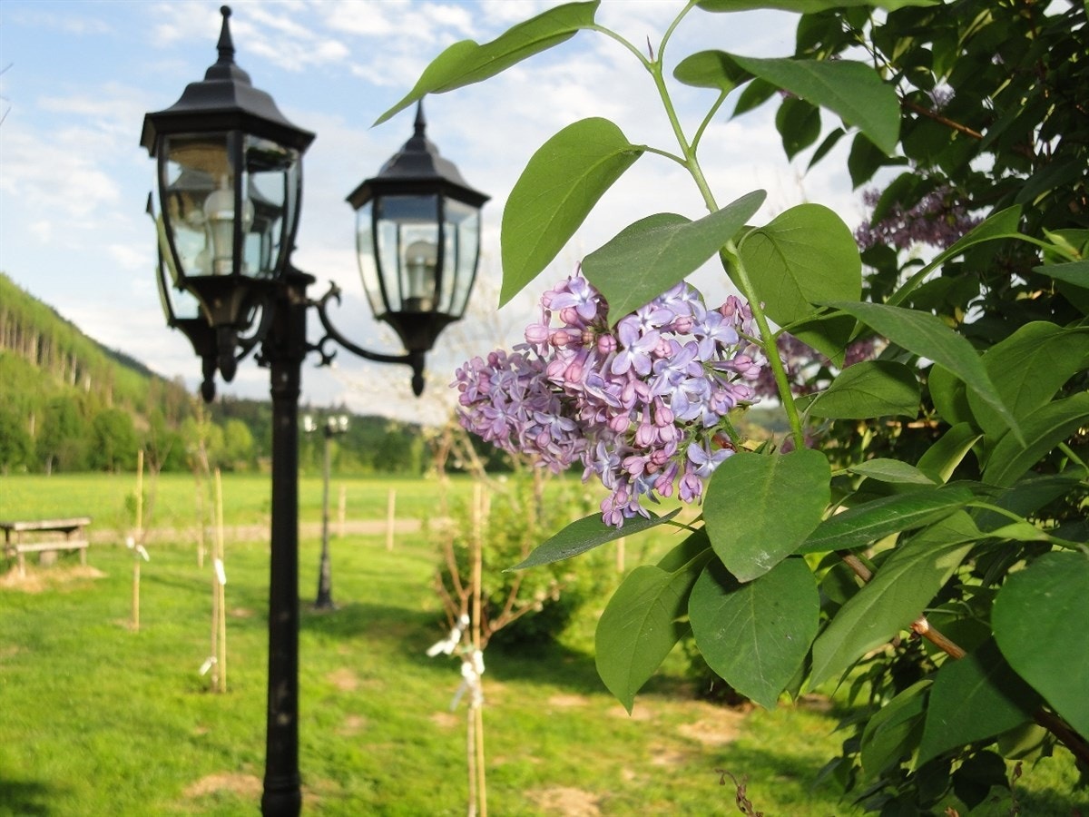 Bilde fra syren i hagen Galleribilde