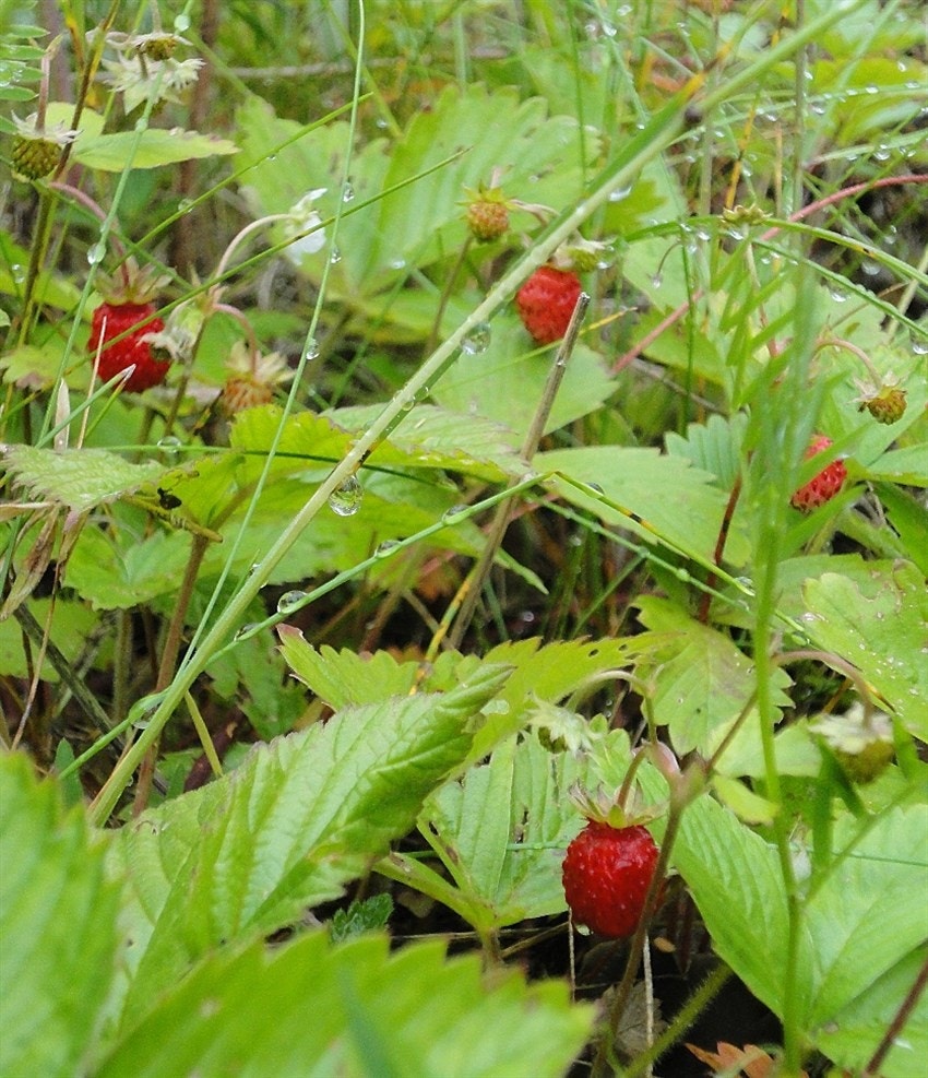 Vildjordbær fra den gamle sæterstua Galleribilde