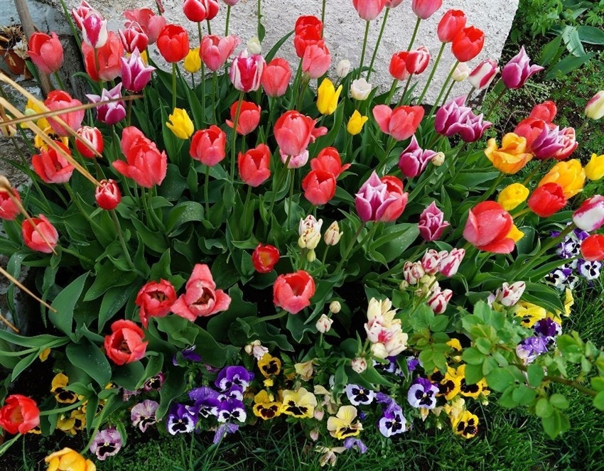 Våren på Södra Torp Galleribilde