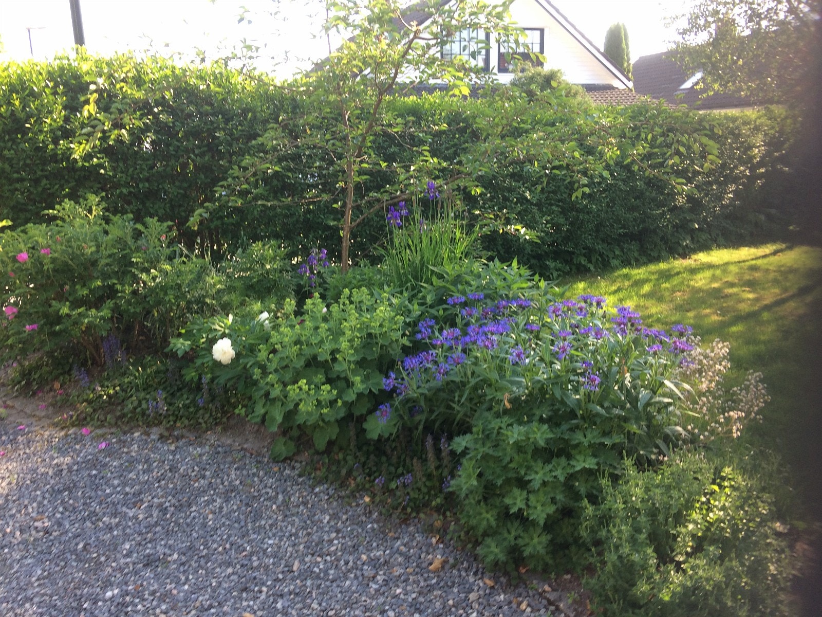 Vakker hage Galleribilde