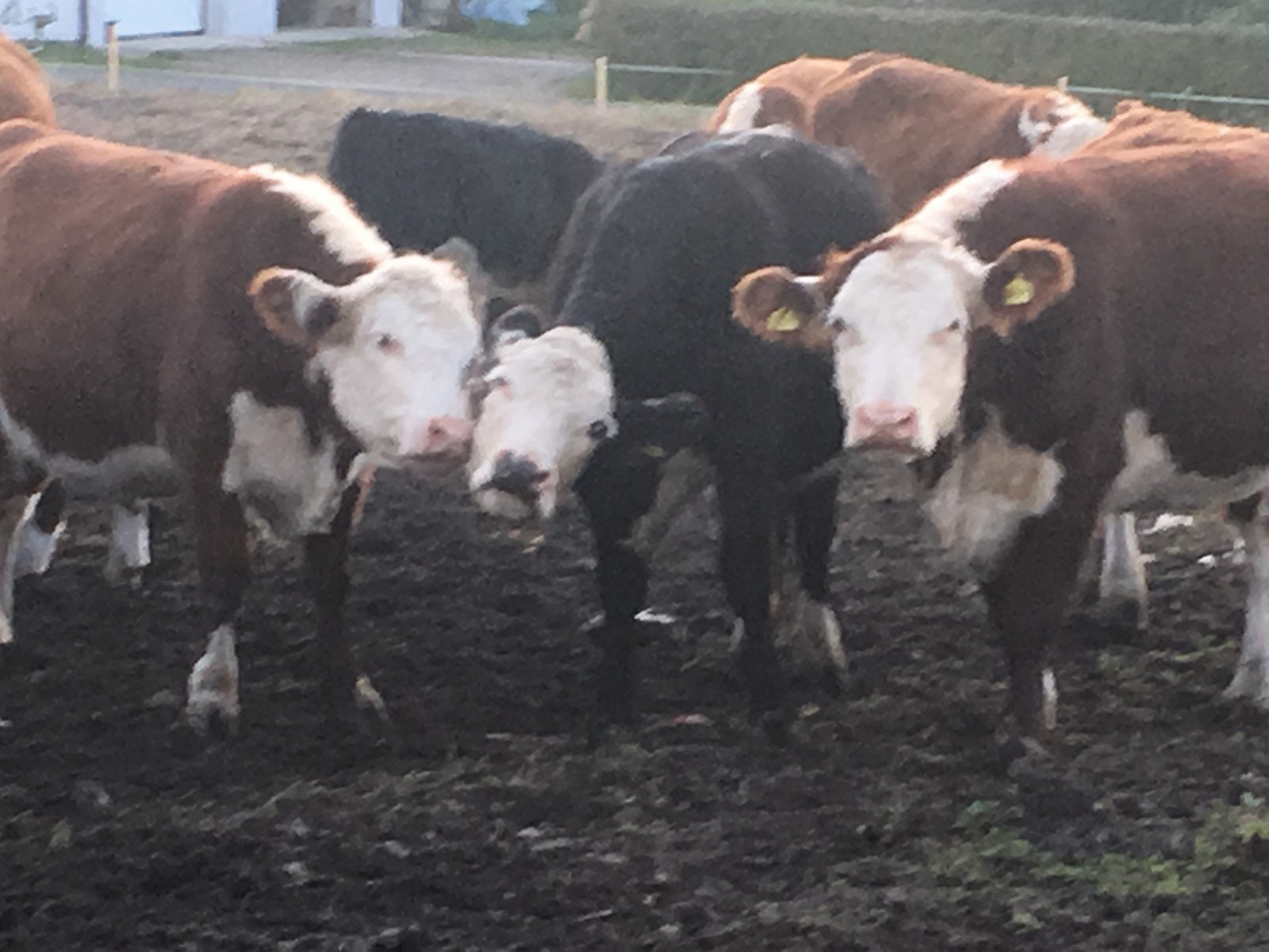 Det er kuer på øya:). Sms 92200182 Galleribilde