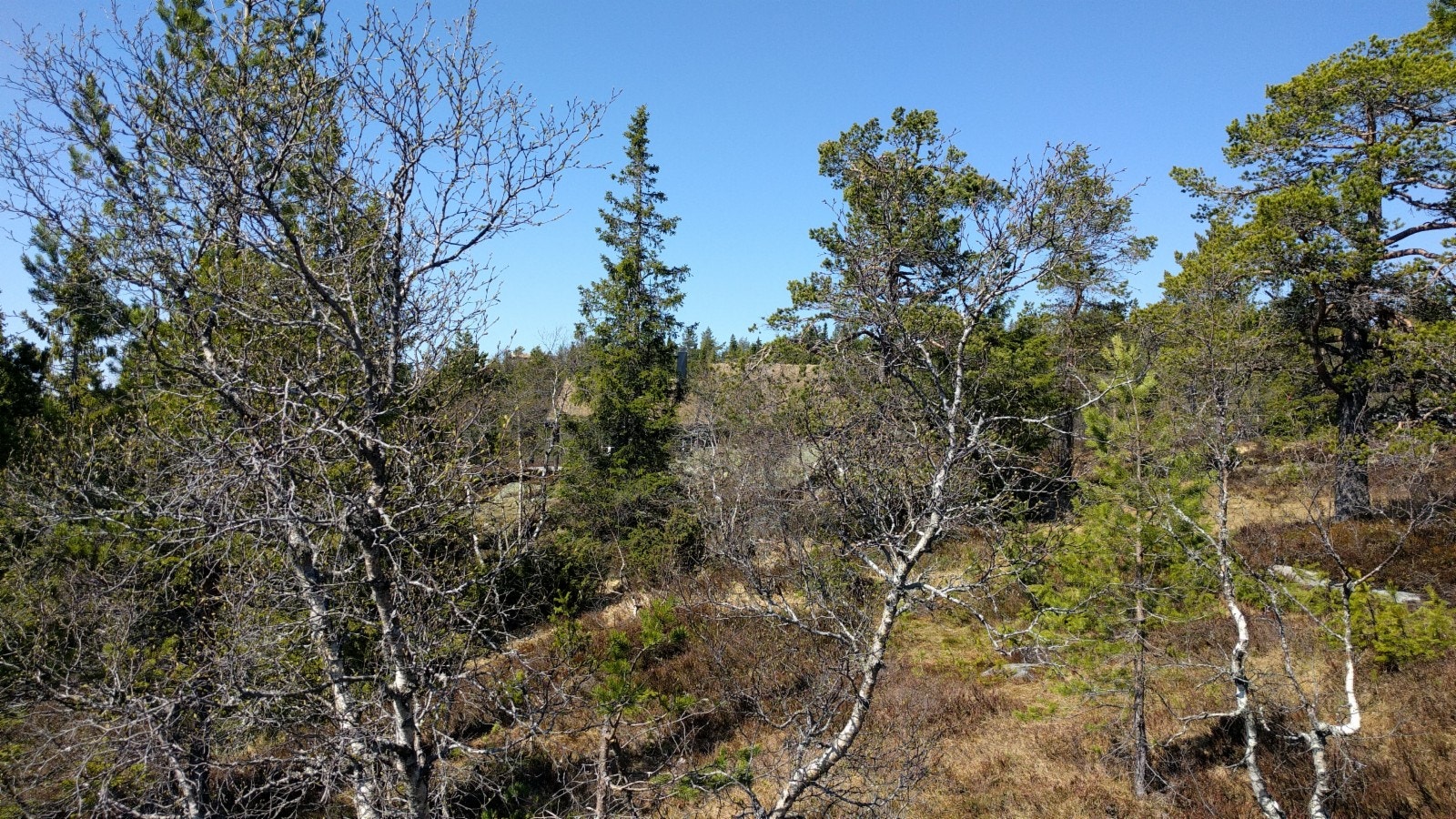 fra tomt mot veien Galleribilde