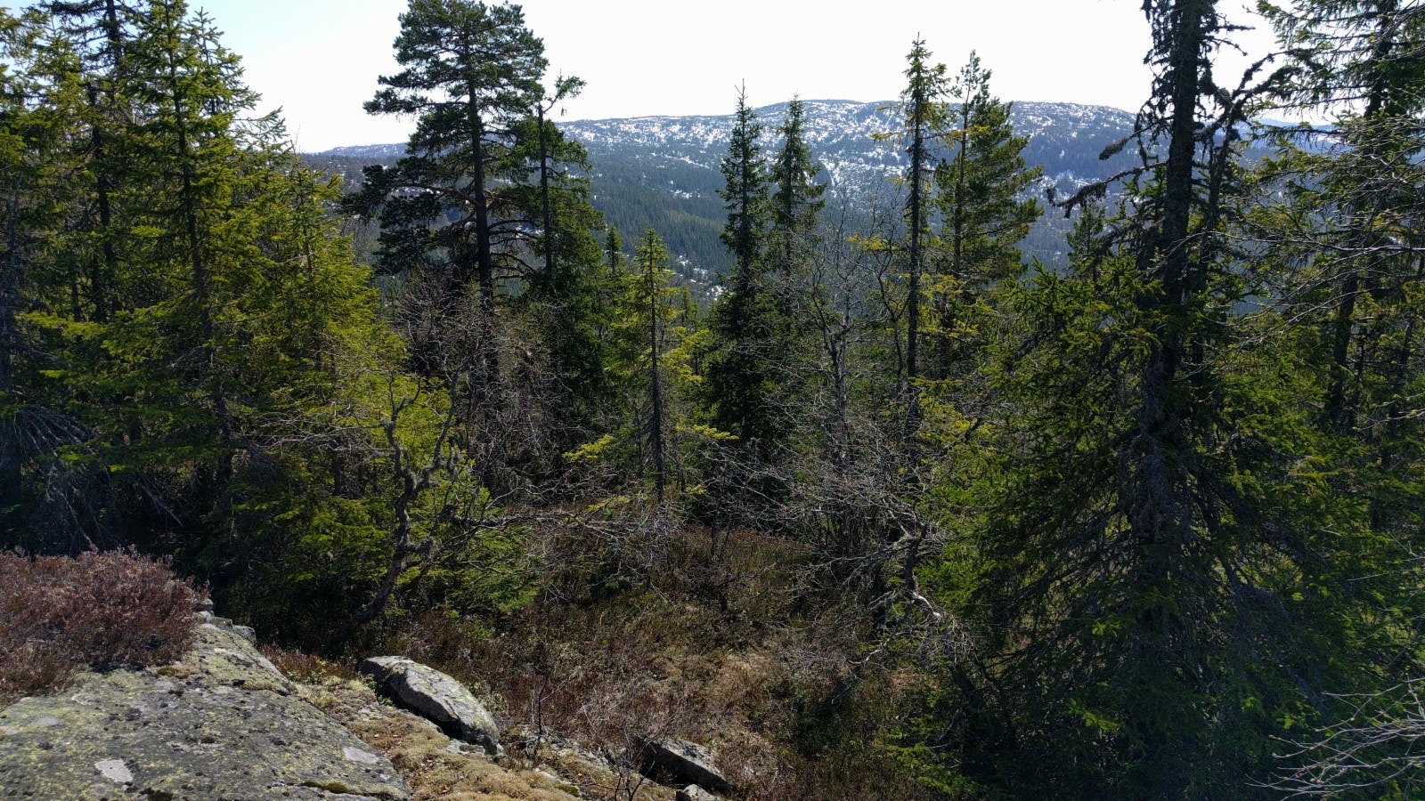 mot øst Galleribilde