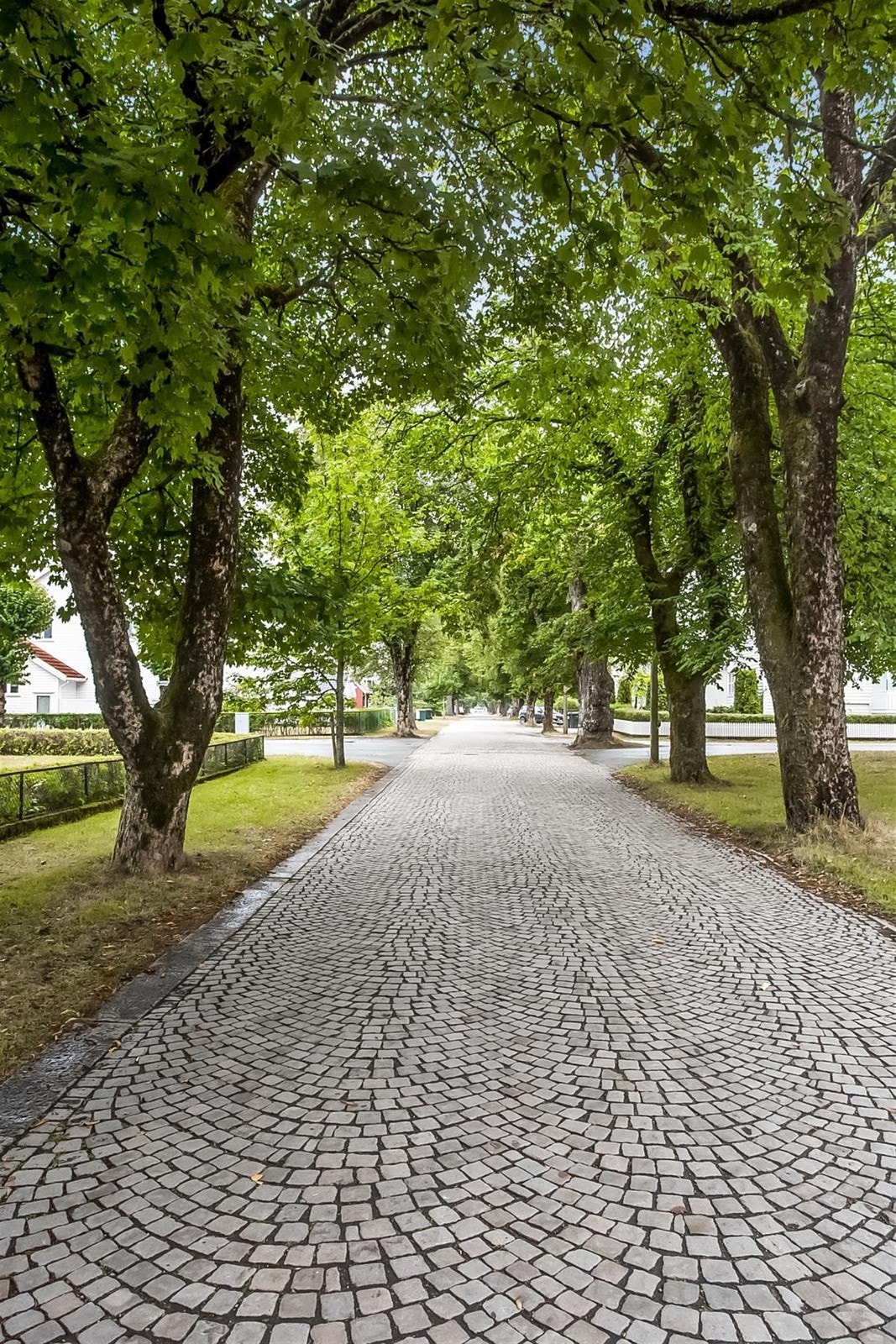 Neseveien. Galleribilde