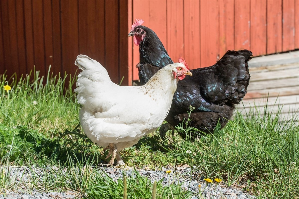 I dag er det etablert et lite høsehus ved låven. Galleribilde