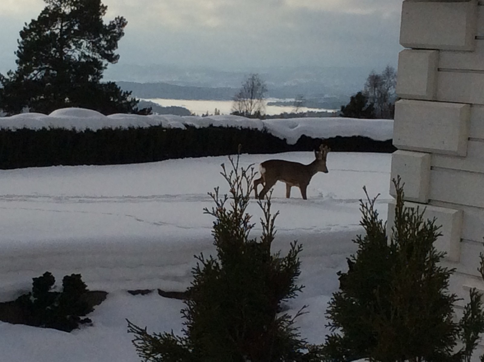 Rådyr i hagen Galleribilde