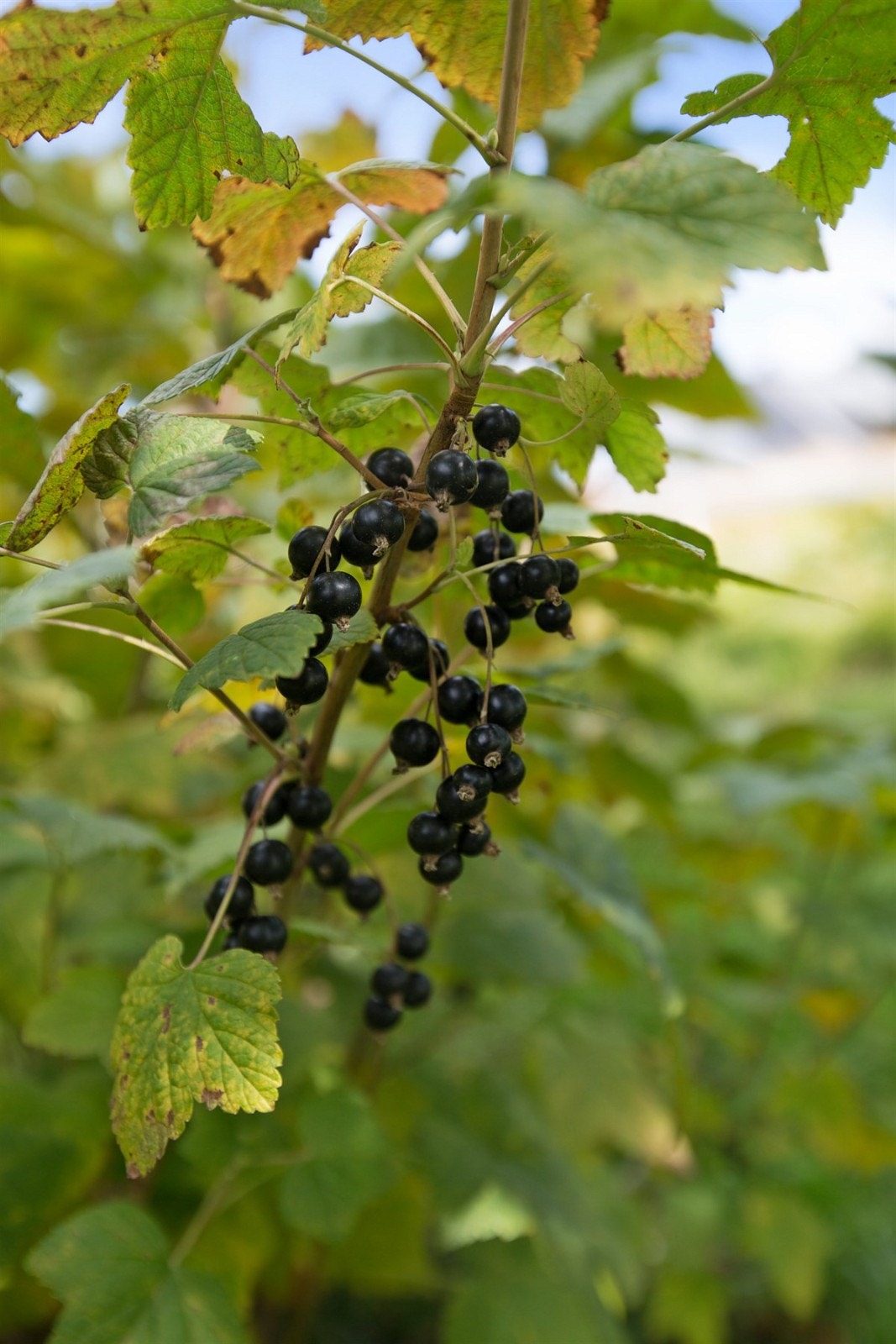 Hage-detalj Galleribilde