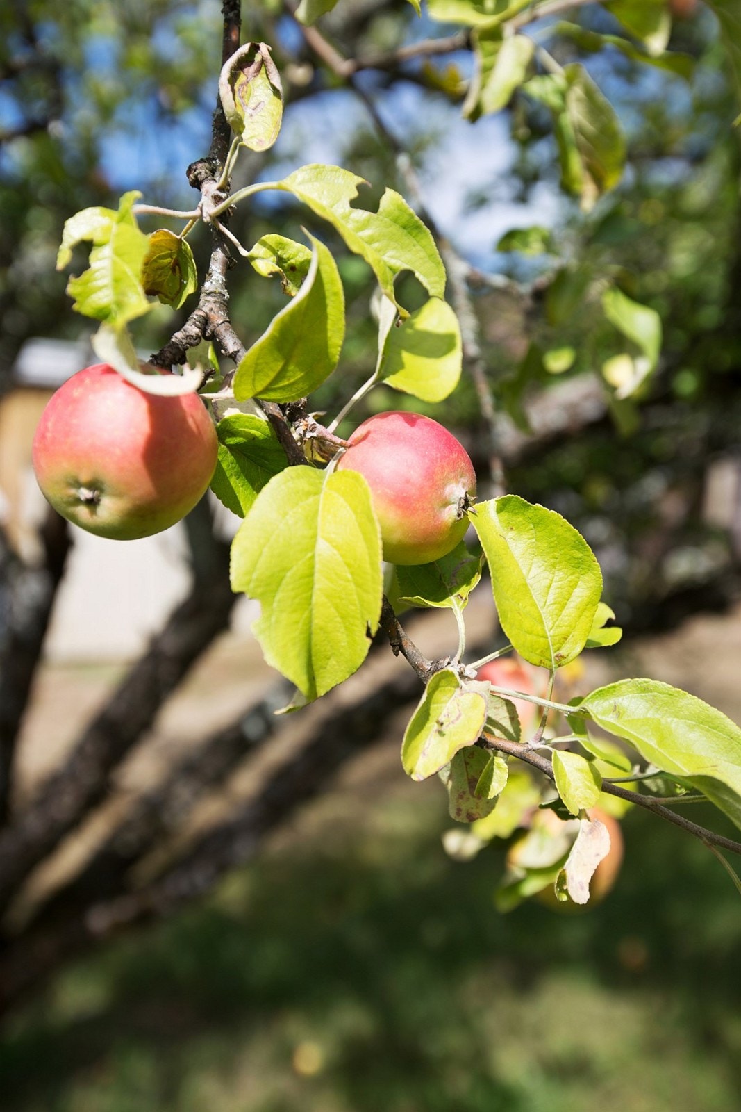 Hage-detalj Galleribilde