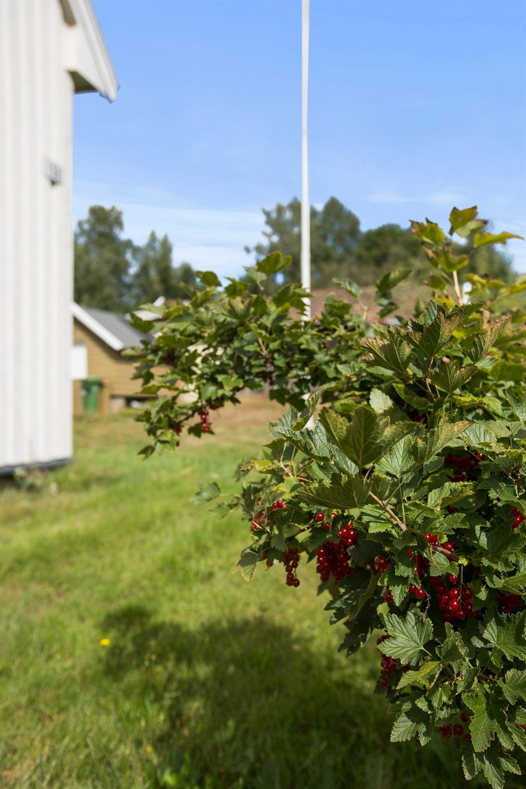 Hage-detalj Galleribilde