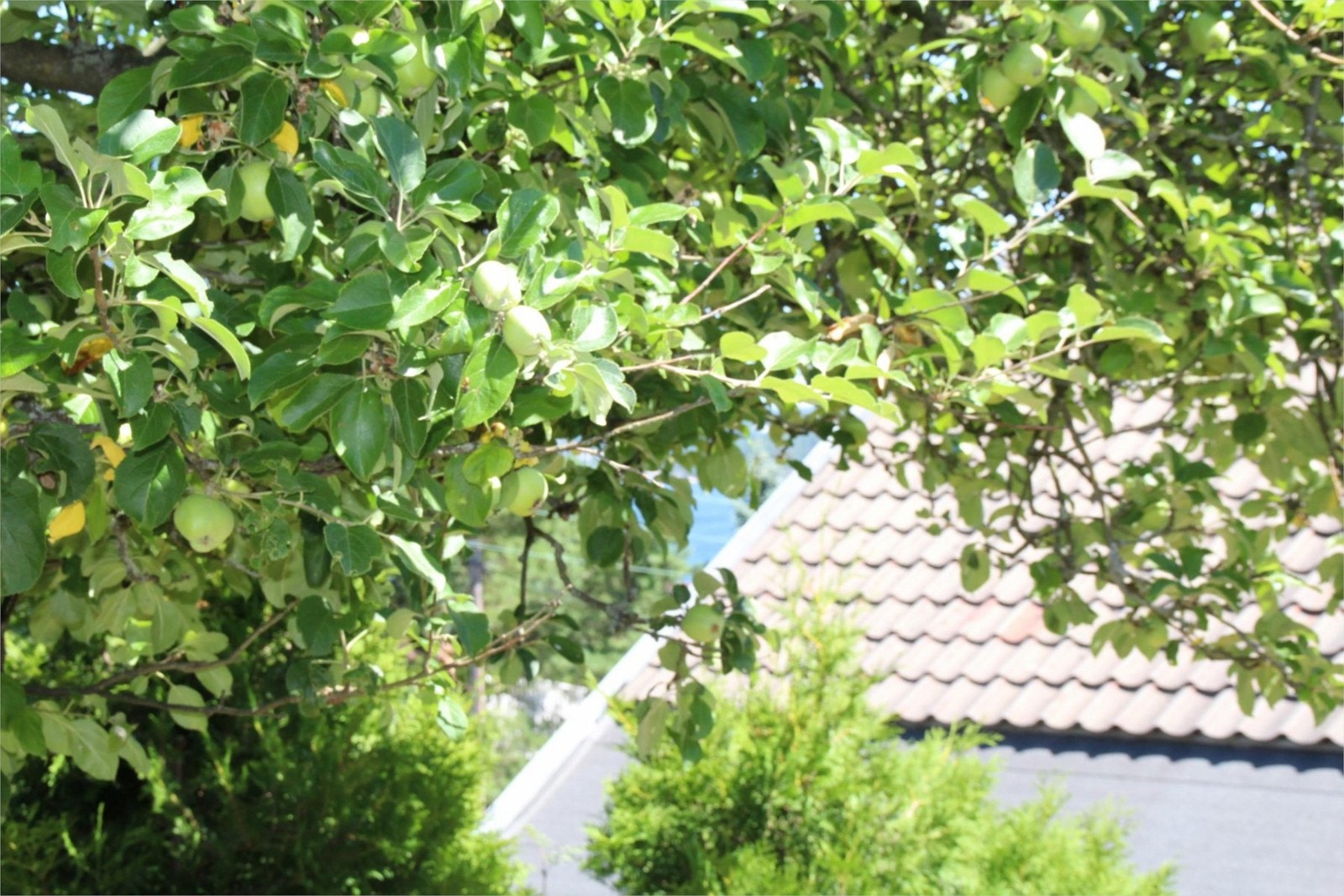 Stemningsbilde fra hagen med epletre Galleribilde