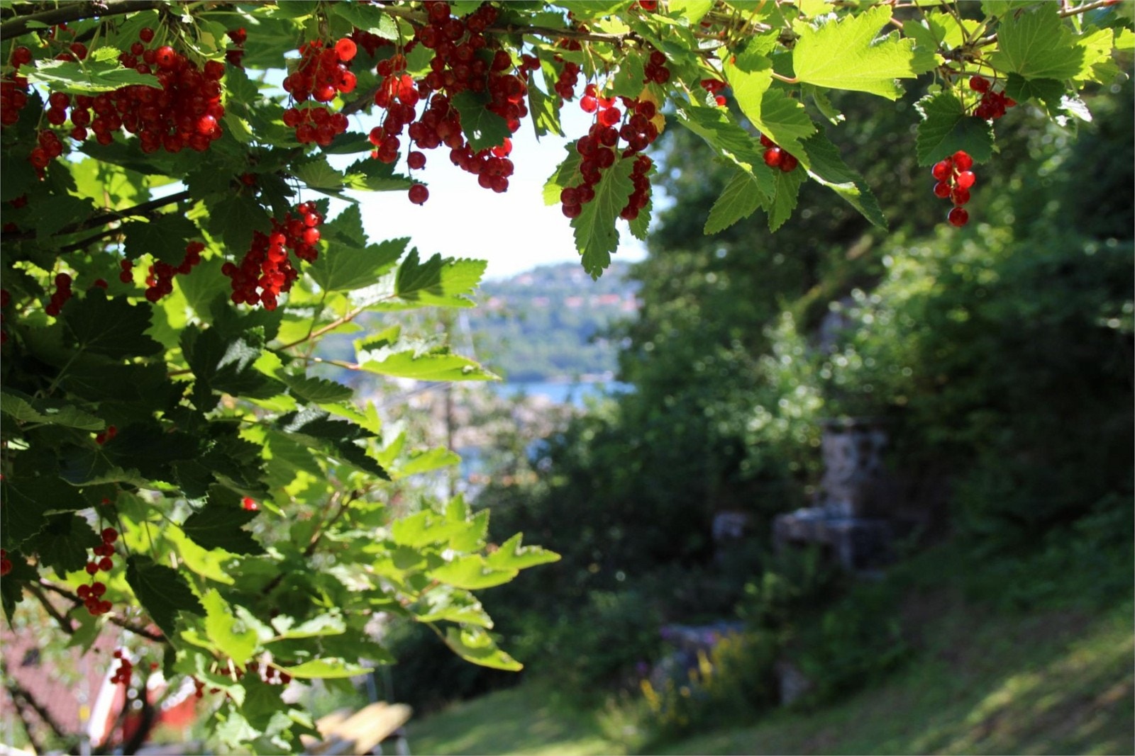 Fra ripsbusker på tomten Galleribilde