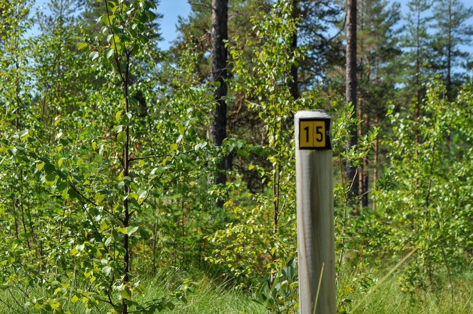 Det lagt godt til rett for egenvisning i området hvor de fleste tomtene er merket med tomtenummer Galleribilde