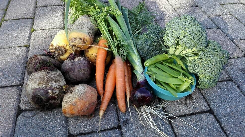 Grønnsaksdyrking på 875 m.o.h gir flotte og smakfulle grønnsaker. Galleribilde