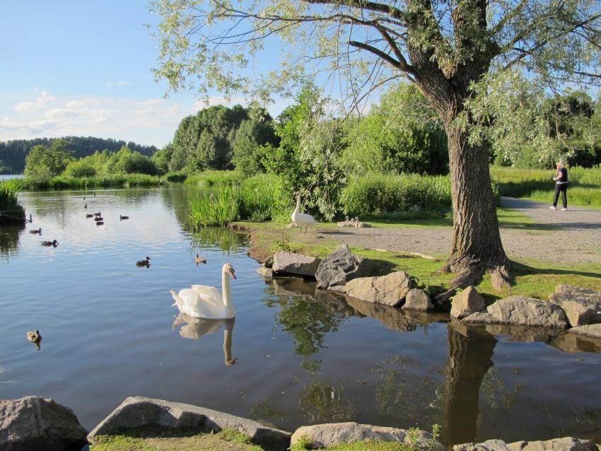 Østensjøvannet kan enkelt nås med bil eller buss og er kjent for sitt yrende fugleliv og flotte turstier. Galleribilde