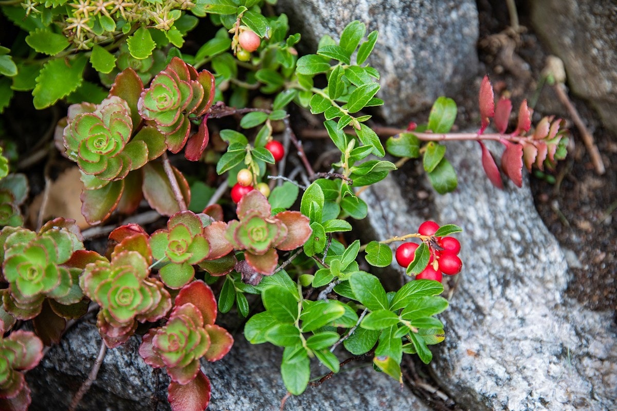 Hagen byr på gode muligheter for deg med grønne fingre. Galleribilde